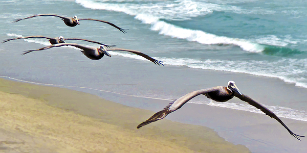 Pelican Fly-by by L J Oakes Pelican Fly-by by L J Oakes